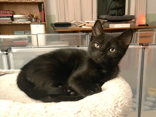 *ANGEL, a cat for adoption from Burbank Animal Shelter