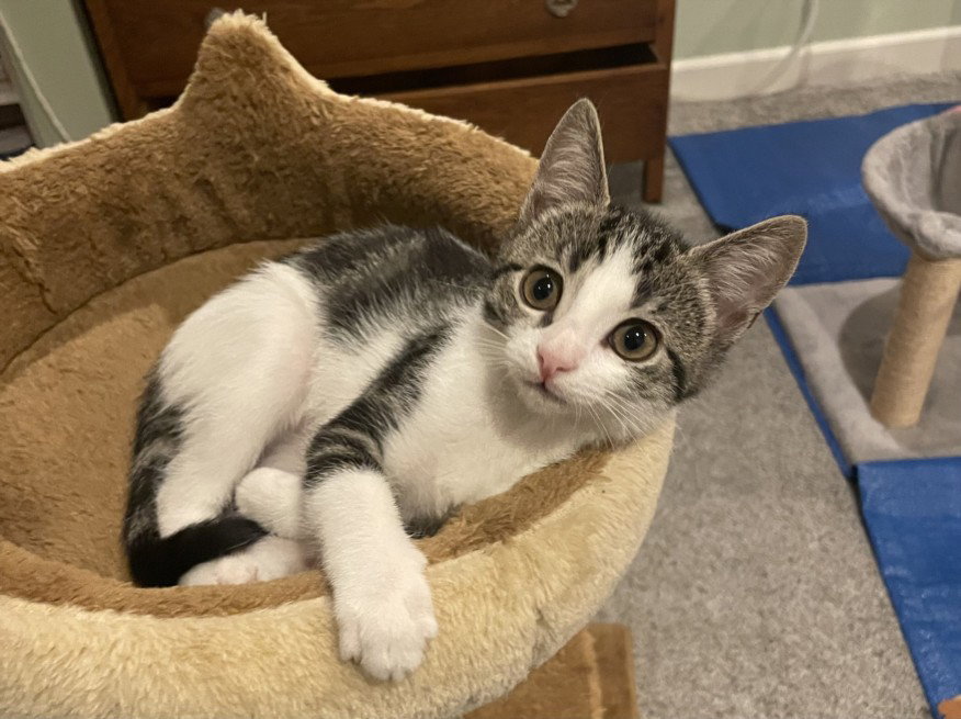 *Orzo, Domestic Short Hair