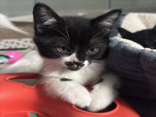 *RAVIOLI, a cat for adoption from Burbank Animal Shelter