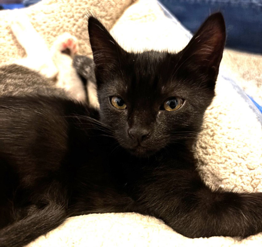 *Ziti, Domestic Short Hair