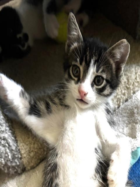 *Rigatoni, Domestic Short Hair