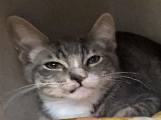 Turner - Domestic Short Hair