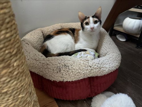 *MOOSE TRACKS, a cat for adoption from Burbank Animal Shelter