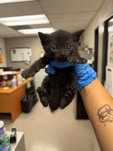 *WALLACE, a cat for adoption from Burbank Animal Shelter