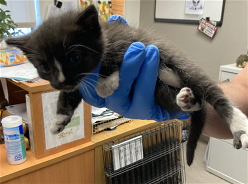 *GROMIT, a cat for adoption from Burbank Animal Shelter