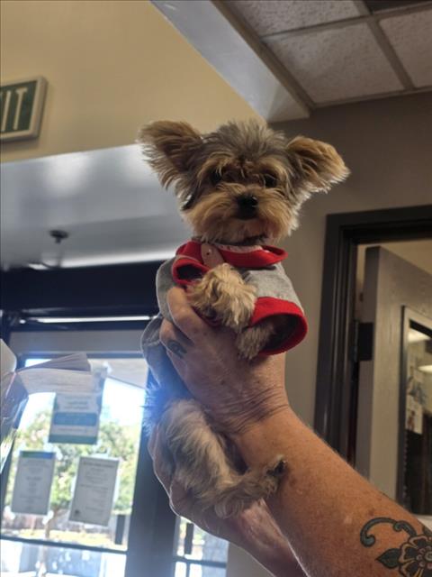 MAJOR, a dog for adoption from Burbank Animal Shelter
