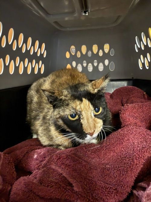 *STELLA, a cat for adoption from Burbank Animal Shelter