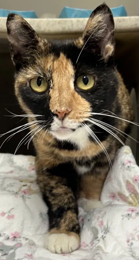 Stella - Domestic Short Hair