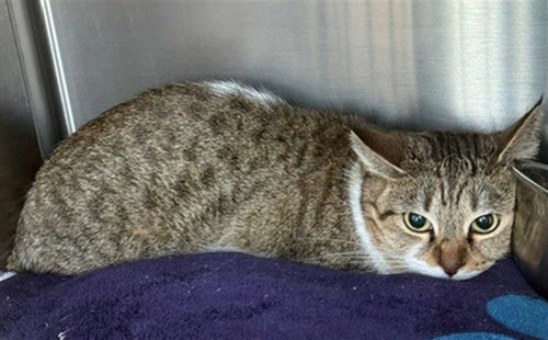A143686, a cat for adoption from Burbank Animal Shelter