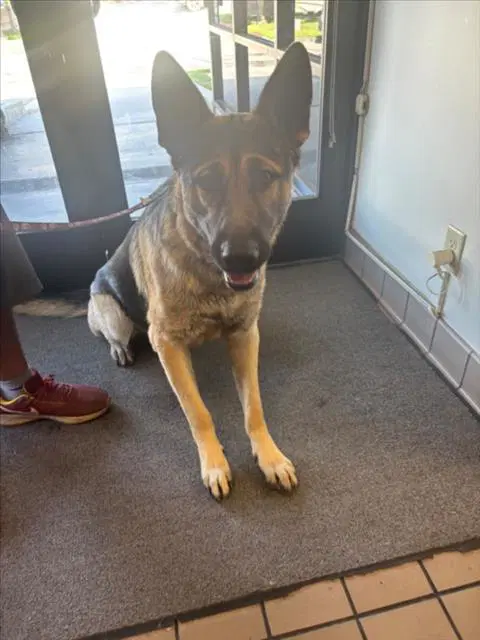Ross - German Shepherd Dog