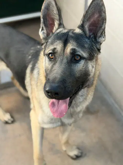 Ross - German Shepherd Dog