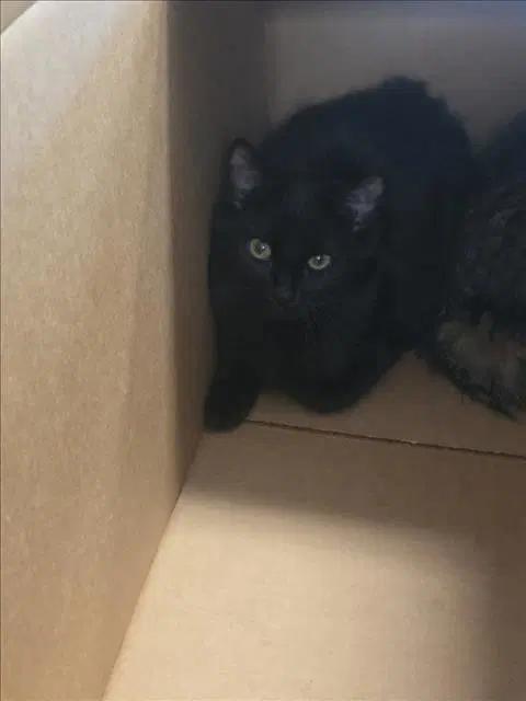 Unknown - Domestic Short Hair