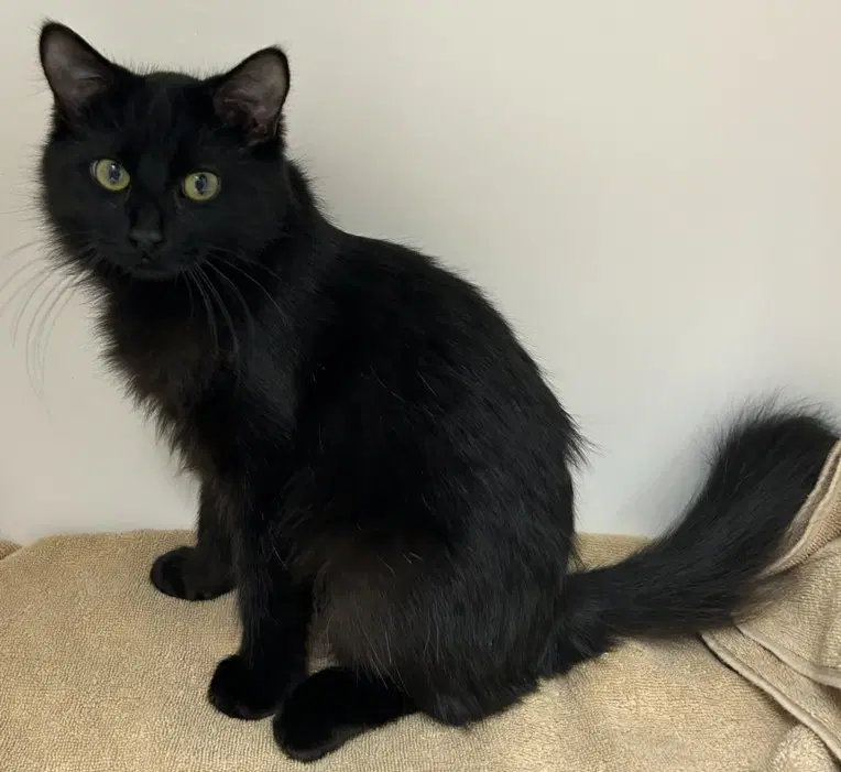 Unknown - Domestic Short Hair