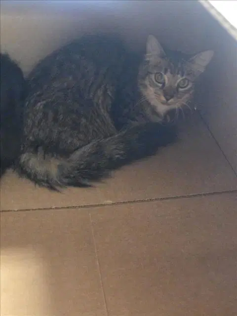 Unknown - Domestic Short Hair