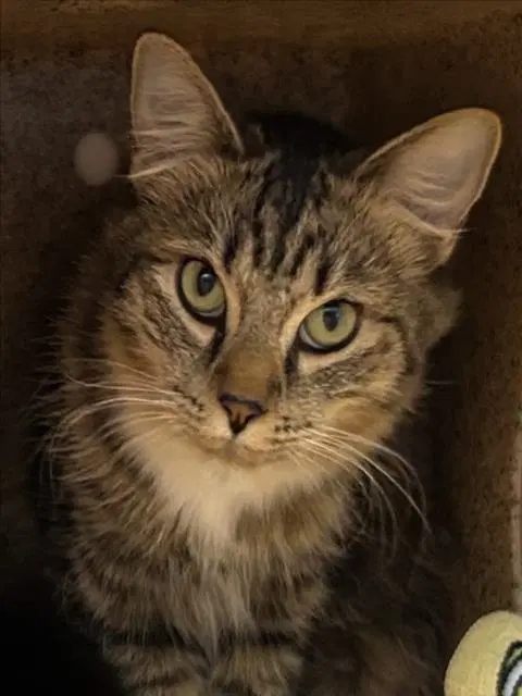 Unknown - Domestic Short Hair