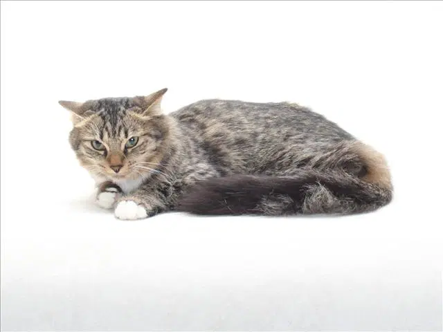 Unknown - Domestic Short Hair