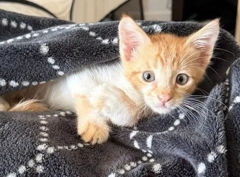Cheddar - Domestic Short Hair
