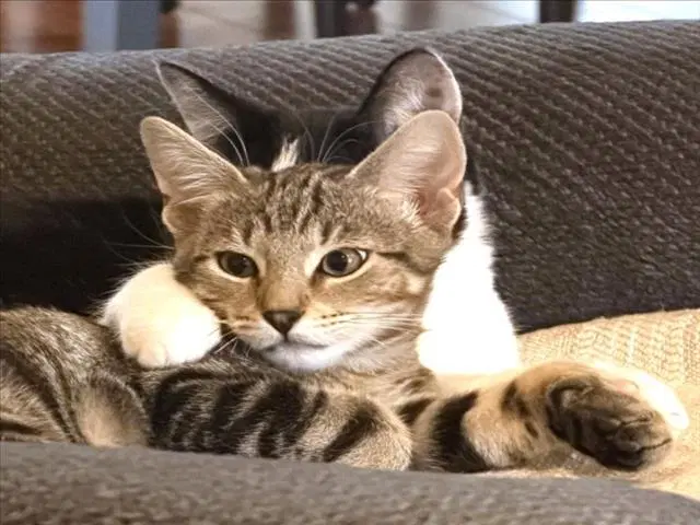 Kipper - Domestic Short Hair