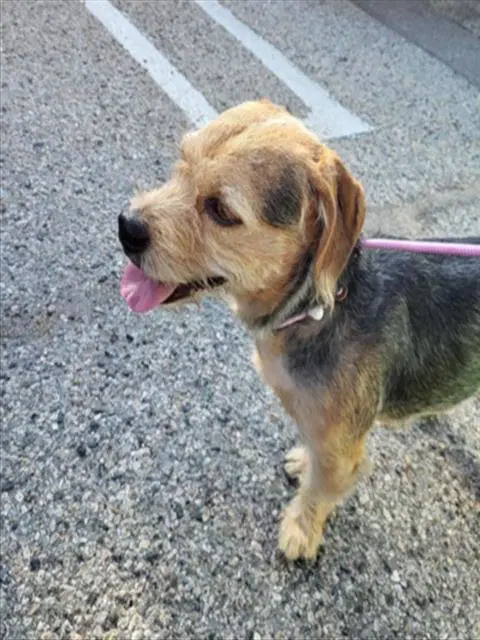 Milo Jose Jr - Terrier