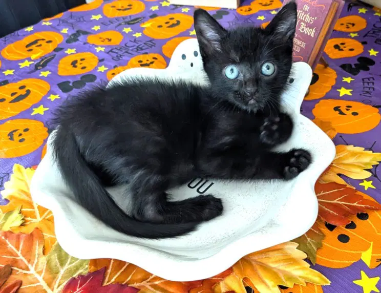 Zeus - Domestic Short Hair