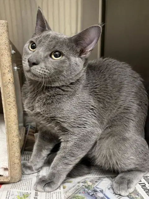 Unknown - Domestic Short Hair