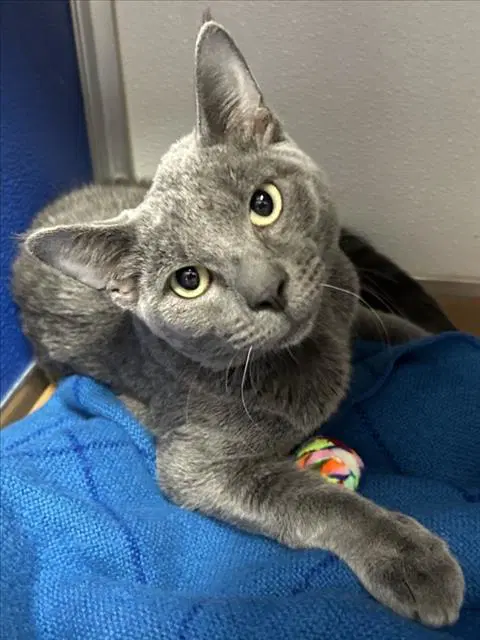 Unknown - Domestic Short Hair
