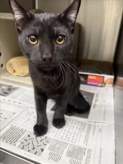 Unknown - Domestic Short Hair