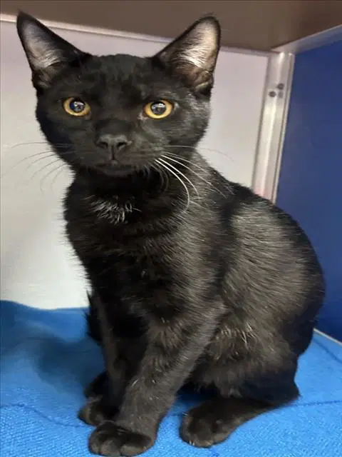 Unknown - Domestic Short Hair
