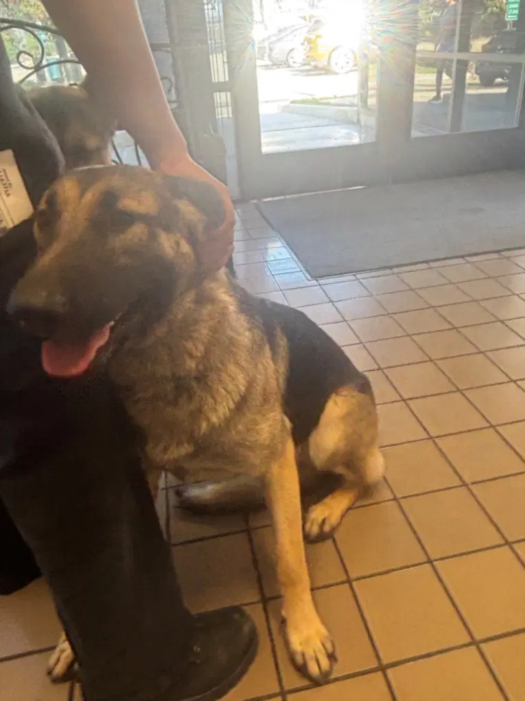 Rachel - German Shepherd Dog
