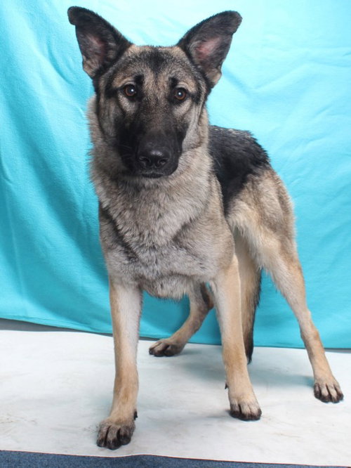 Rachel, German Shepherd Dog (medium coat)
