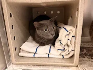 Mystique - Domestic Short Hair