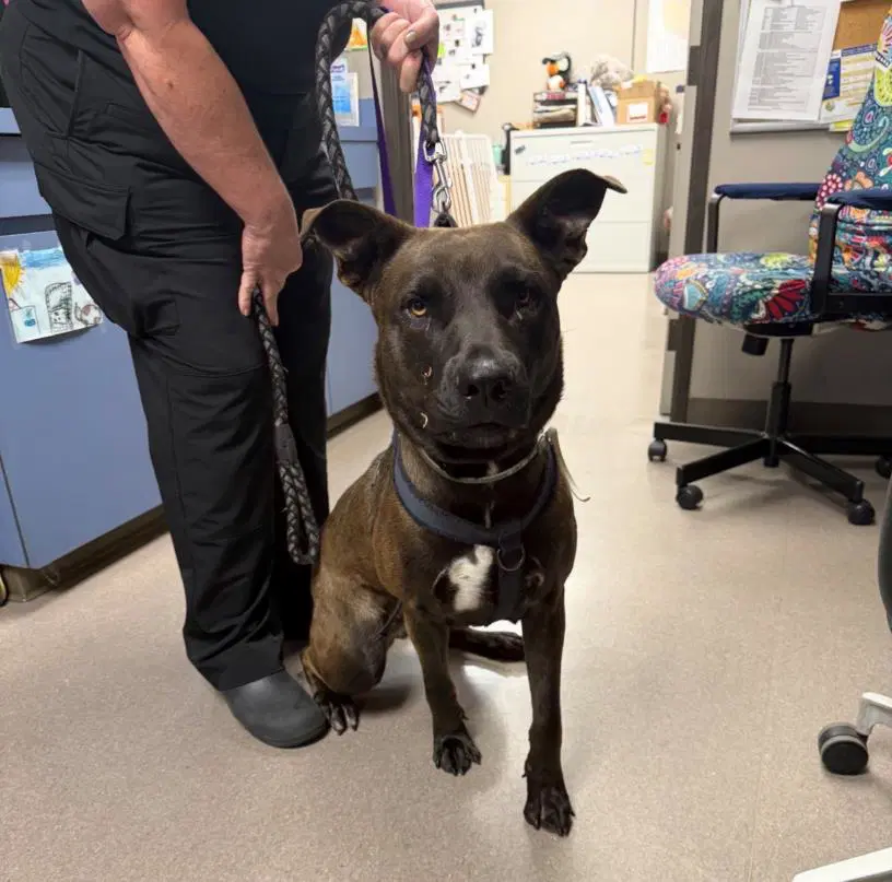 Brookie - Pit Bull Terrier