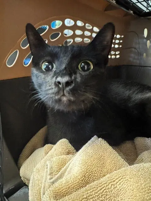 Ash - Domestic Short Hair