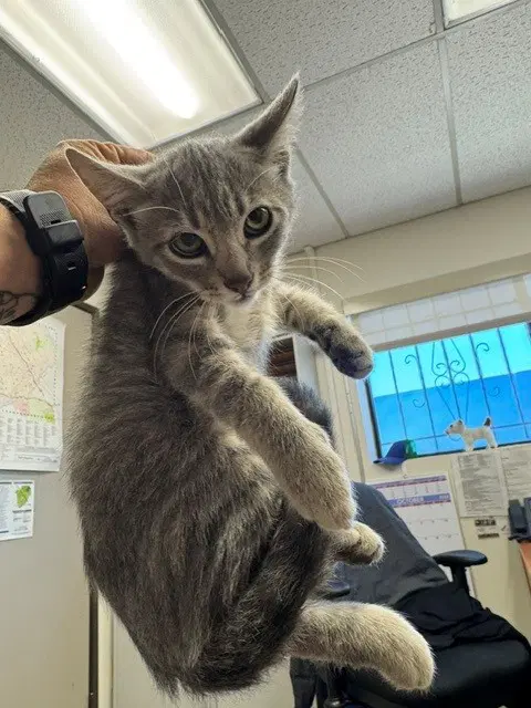 Luna - Domestic Short Hair