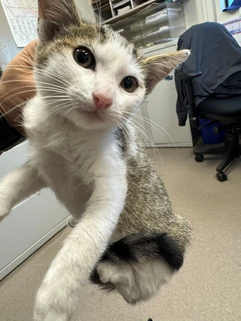 Felix