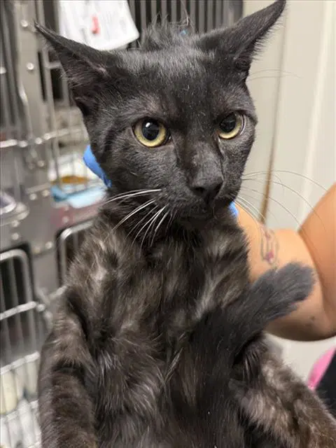Barnaby - Domestic Short Hair