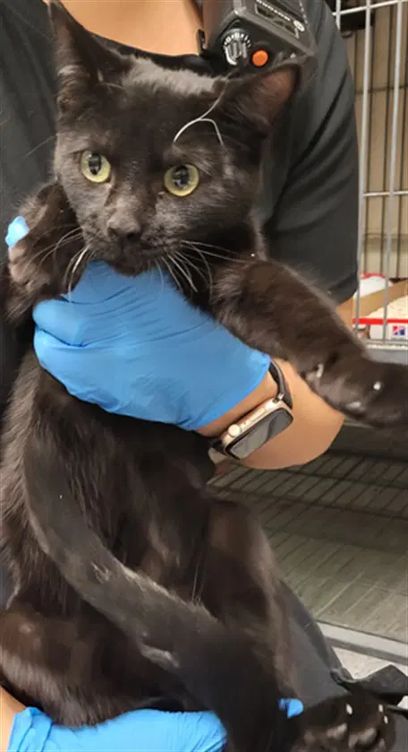 Barnaby - Domestic Short Hair