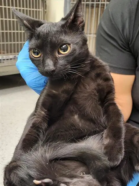 Oliver - Domestic Short Hair