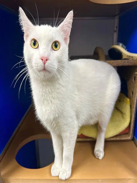 Superman - Domestic Short Hair
