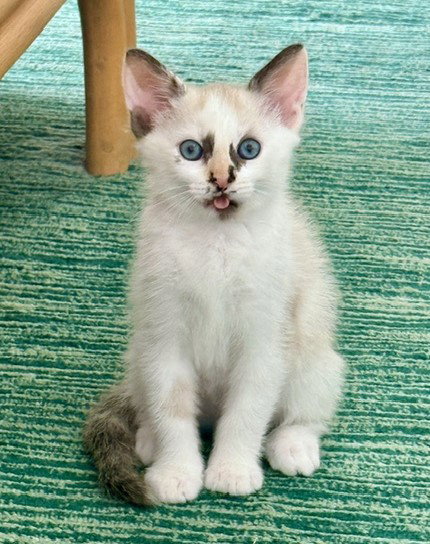 *PEPPER