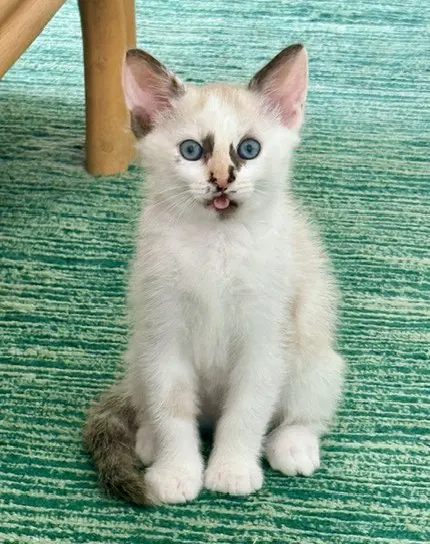 Pepper - Domestic Short Hair
