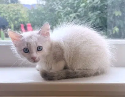Noodle - Domestic Short Hair