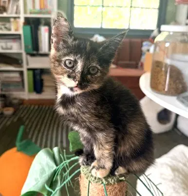 Dorothy - Domestic Short Hair