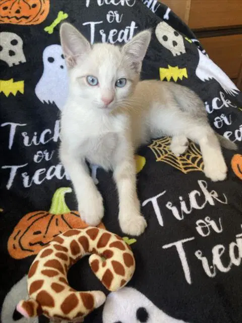 Frankie - Domestic Short Hair