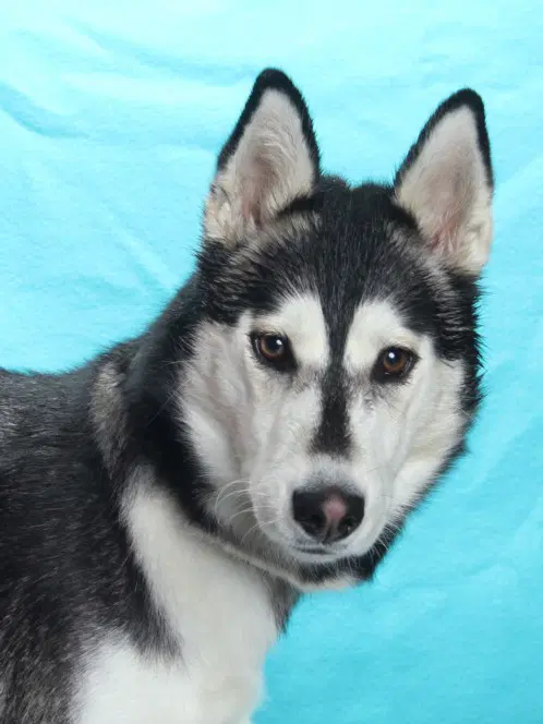 Lucky - Siberian Husky