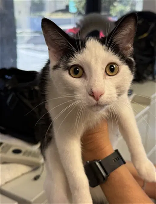 Buddy - Domestic Short Hair
