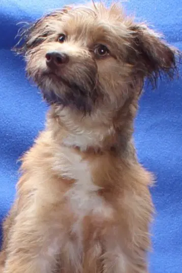 Peanut - Yorkshire Terrier Yorkie