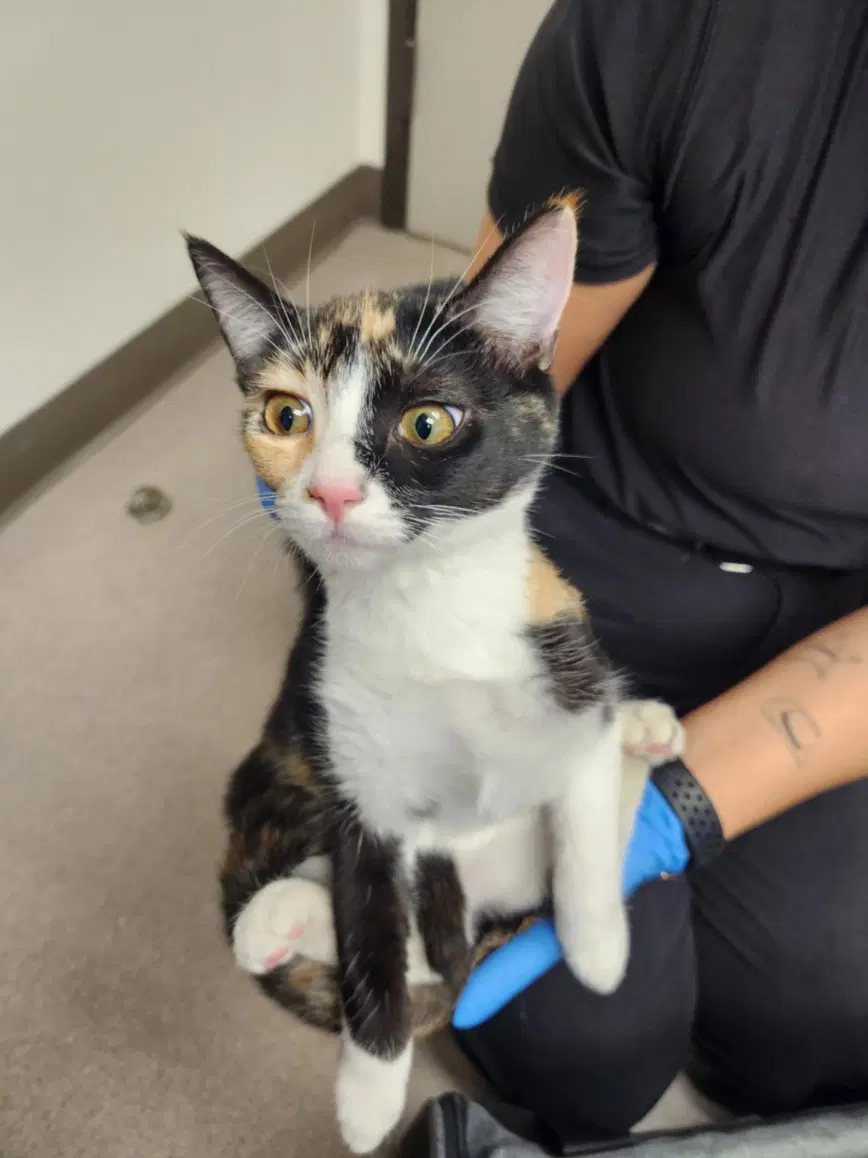 Barbara - Domestic Short Hair
