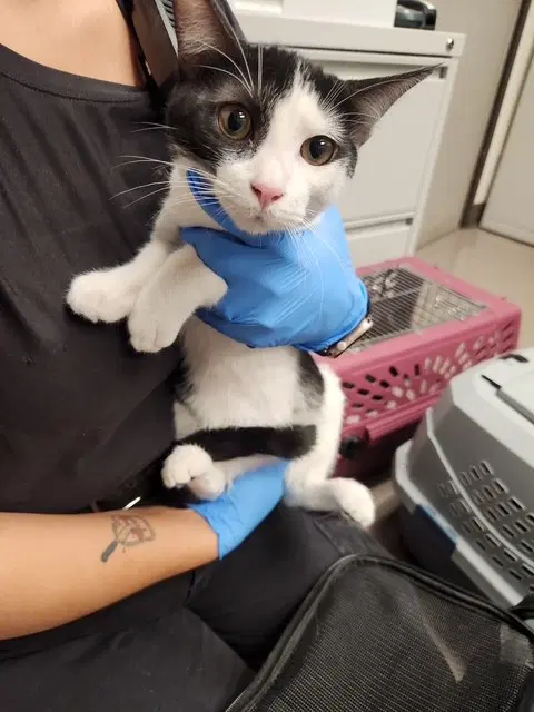 Beetlejuice - Domestic Short Hair