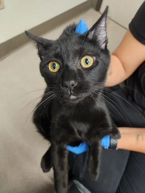 Adam - Domestic Short Hair